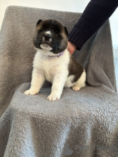 Photo №4. I will sell american akita in the city of Валенсия. private announcement - price - 471$