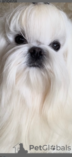 Photo №1. maltese dog - for sale in the city of Borisov | negotiated | Announcement № 106965