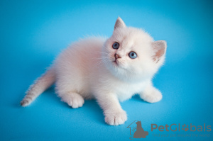 Photo №1. british shorthair - for sale in the city of Lviv | 600$ | Announcement № 7369
