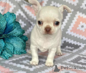 Photo №2 to announcement № 87927 for the sale of chihuahua - buy in Netherlands 