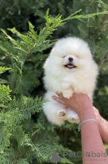 Photo №1. pomeranian - for sale in the city of Дрезден | 380$ | Announcement № 127351