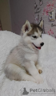 Additional photos: We offer for sale puppies of the Siberian Husky breed. From wonderful parents,