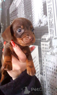 Photo №1. dachshund - for sale in the city of Czech | 376$ | Announcement № 153750