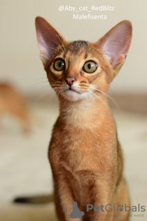 Photo №2 to announcement № 58376 for the sale of abyssinian cat - buy in Russian Federation from nursery, breeder
