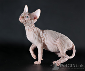 Photo №2 to announcement № 8928 for the sale of sphynx-katze - buy in Ukraine from nursery, breeder
