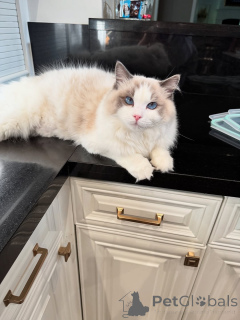 Photo №1. ragdoll - for sale in the city of Farm | negotiated | Announcement № 155568