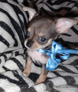 Photo №2 to announcement № 9547 for the sale of chihuahua - buy in Ukraine private announcement, breeder