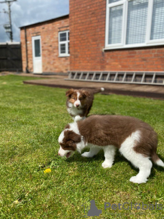 Additional photos: Border Collie Puppies