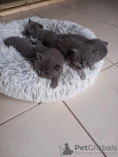 Photo №2 to announcement № 89440 for the sale of british shorthair - buy in Germany from nursery, from the shelter, breeder