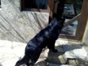Photo №1. german shepherd - for sale in the city of Sevastopol | negotiated | Announcement № 1994