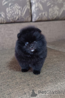 Photo №2 to announcement № 106379 for the sale of pomeranian - buy in Germany private announcement, from nursery