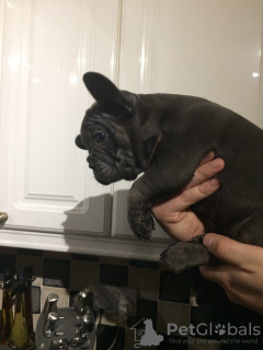 Photo №3. Vaccinated French Bulldog puppies available now for sale. Germany