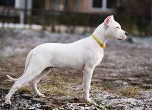 Photo №1. dogo argentino - for sale in the city of Москва | negotiated | Announcement № 4036
