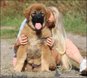 Photo №2 to announcement № 123602 for the sale of caucasian shepherd dog - buy in Serbia breeder