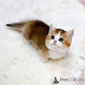 Photo №2 to announcement № 158643 for the sale of munchkin - buy in France private announcement