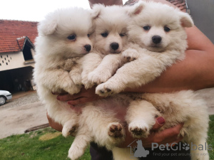 Photo №2 to announcement № 17970 for the sale of german spitz - buy in Russian Federation private announcement