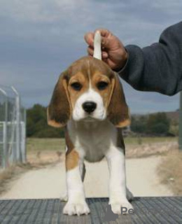 Photo №1. beagle - for sale in the city of Lisbon | negotiated | Announcement № 126886