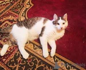 Photo №3. Kind cat Dasha is looking for a family!. Russian Federation