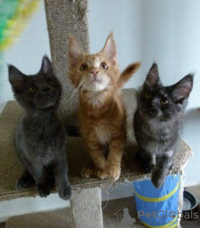 Photo №2 to announcement № 27843 for the sale of maine coon - buy in Romania breeder