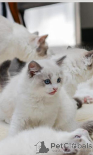 Additional photos: Pedigree Ragdoll kittens champion parents