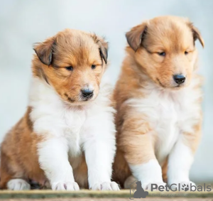 Photo №1. rough collie - for sale in the city of Galway | negotiated | Announcement № 97858