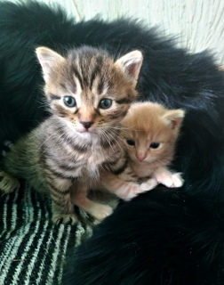 Photo №2 to announcement № 6729 for the sale of  - buy in Russian Federation private announcement