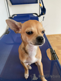 Photo №2 to announcement № 43866 for the sale of chihuahua - buy in Austria private announcement