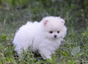 Photo №2 to announcement № 135885 for the sale of pomeranian - buy in Germany private announcement