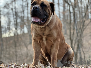 Additional photos: South African Boerboel Mastiff puppies