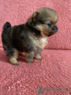 Photo №2 to announcement № 41448 for the sale of pomeranian - buy in Netherlands from nursery, breeder