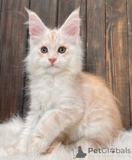 Photo №1. maine coon - for sale in the city of Bellaire | 550$ | Announcement № 161711