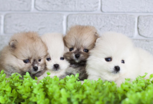 Photo №1. pomeranian - for sale in the city of Chelyabinsk | 406$ | Announcement № 6269