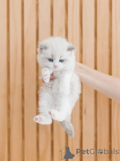 Photo №2 to announcement № 156474 for the sale of ragdoll - buy in Finland breeder