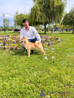 Photo №3. Shiba Inu for Sale. Serbia