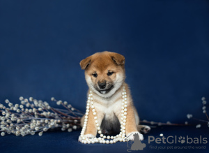 Photo №4. I will sell shiba inu in the city of Kazan. from nursery - price - 781$
