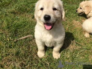 Photo №3. Beautiful golden retriever for free adoption. Germany