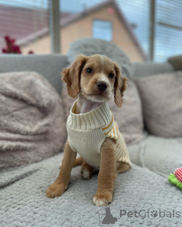 Photo №1. english cocker spaniel - for sale in the city of Friedberg (Hessen) | negotiated | Announcement № 164301