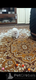 Photo №3. Playful puppies of Pomeranian spitz. Germany