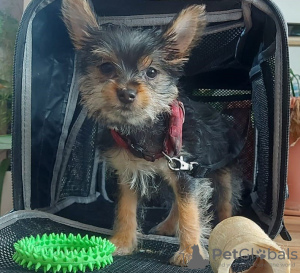 Photo №1. yorkshire terrier - for sale in the city of Illiopolis | 500$ | Announcement № 101288