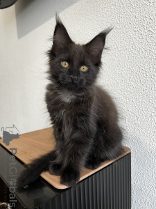 Photo №3. Maine Coon kitten. Russian Federation