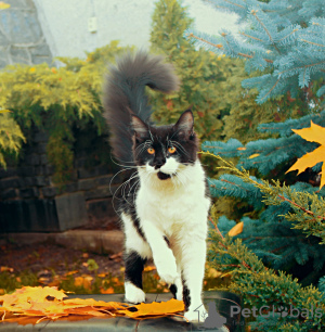 Photo №2 to announcement № 13974 for the sale of maine coon - buy in Ukraine from nursery, breeder