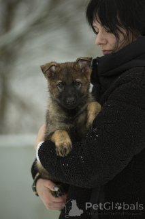 Photo №3. An extraordinary German Shepherd girl. Dynamic, graceful, with excellent. Ukraine