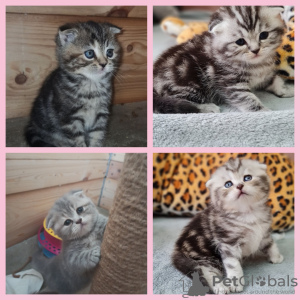 Photo №1. scottish fold - for sale in the city of Minsk | negotiated | Announcement № 44551