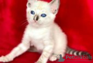 Photo №2 to announcement № 128605 for the sale of toyger - buy in Finland breeder