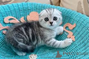 Photo №1. scottish fold - for sale in the city of Brussels | 465$ | Announcement № 172718