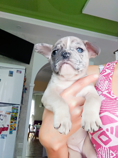 Photo №1. french bulldog - for sale in the city of Kharkov | 1000$ | Announcement № 3510