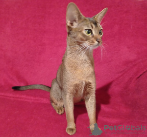 Additional photos: Abyssinian kittens