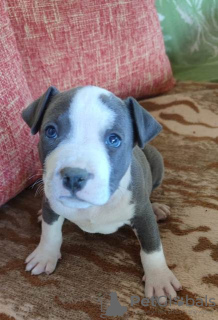Photo №4. I will sell staffordshire bull terrier in the city of Kovačica.  - price - 211$