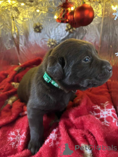 Photo №1. labradoodle - for sale in the city of Beloeil | 619$ | Announcement № 157687