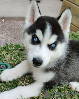 Photo №2 to announcement № 78222 for the sale of siberian husky - buy in Poland private announcement